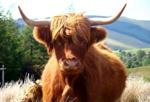 longhorn