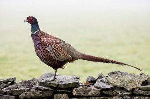 Pheasant